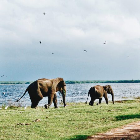 4 Ways To Explore The Hidden Gems Of Sri Lanka